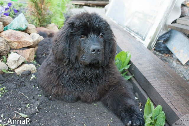 Фото: ньюфаундленд Ньюфорт Рэндом Блэк