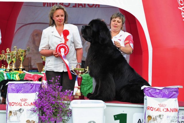 Фото: ньюфаундленд Bowaters Braveheart Nuo Ozo Kalvu