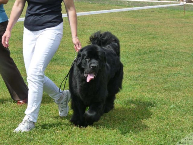 Фото: ньюфаундленд Загадка Доминика Кара Дениз (Zagadka Dominika Kara Deniz)