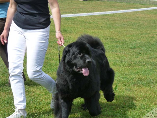Фото: ньюфаундленд Загадка Доминика Кара Дениз (Zagadka Dominika Kara Deniz)