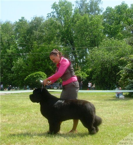 Фото: ньюфаундленд Бегущая по Волнам Зодиак (Beguschaya po Volnam Zodiak)
