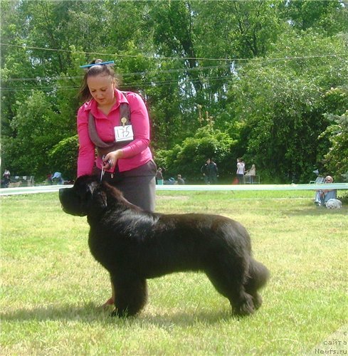 Фото: ньюфаундленд Бегущая по Волнам Зодиак (Beguschaya po Volnam Zodiak)