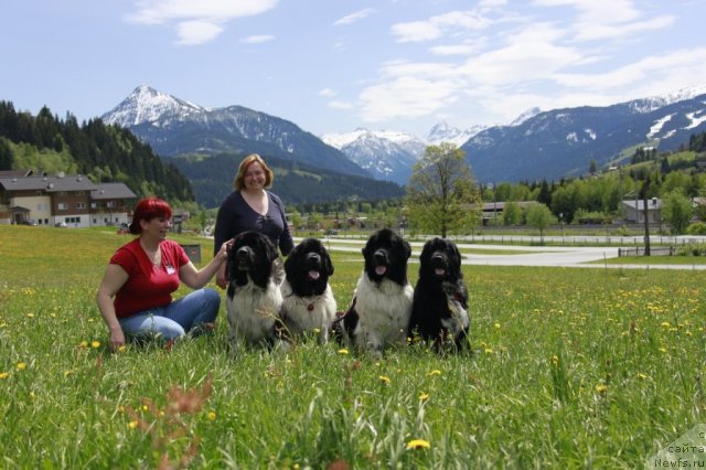 Фото: Наталия Великанова, Екатерина Кормакова, ньюфаундленд Питерньюф И Дид Ит Агаин (Piternyuf I Did It Again), ньюфаундленд Don't Worry Be Happy de L'Etoile de Cyrice, ньюфаундленд Питерньюф Продижи (Piternyuf Prodigy), ньюфаундленд Питерньюф Енигма (Piternyuf Enigma)