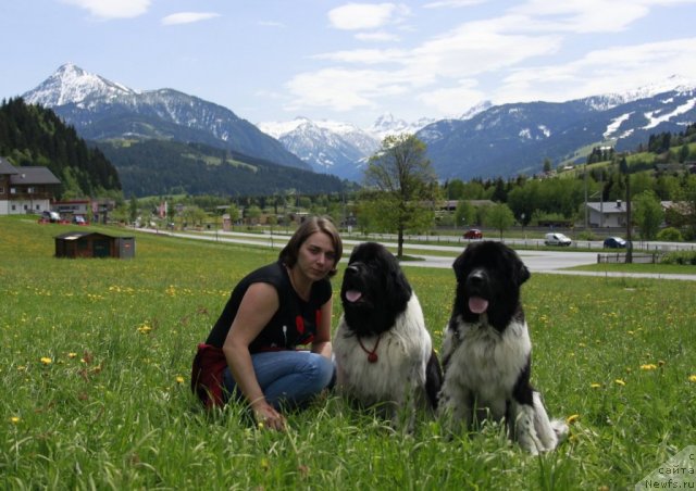 Фото: ньюфаундленд Питерньюф И Дид Ит Агаин (Piternyuf I Did It Again), ньюфаундленд Don't Worry Be Happy de L'Etoile de Cyrice, Ксения Семикова