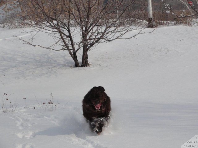 Фото: ньюфаундленд Повелитель Великих Озер