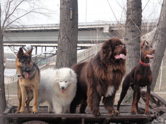 Фото: ньюфаундленд Повелитель Великих Озер