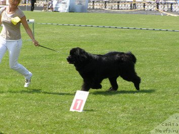 Фото: ньюфаундленд Загадка Доминика Кара Дениз (Zagadka Dominika Kara Deniz)
