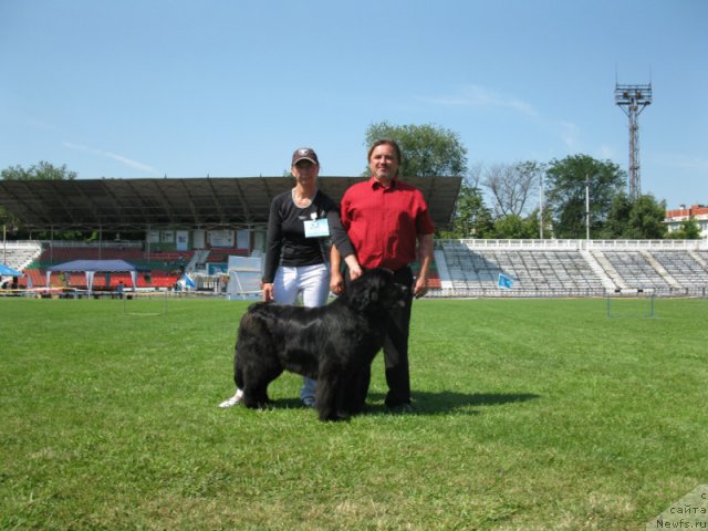 Фото: ньюфаундленд Ассоль Анжелика (Assol Anjelika)