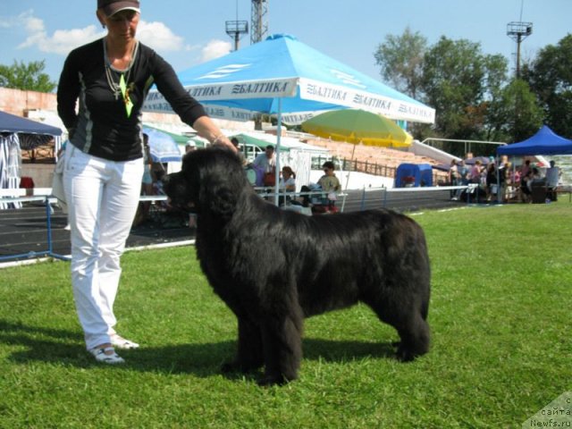 Фото: ньюфаундленд Ассоль Анжелика (Assol Anjelika)