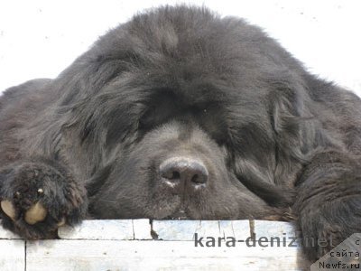 Фото: ньюфаундленд Влас (Vlas)