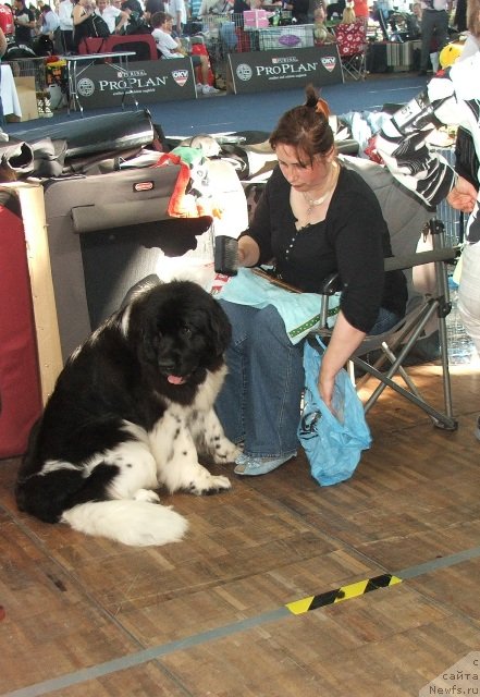 Фото: ньюфаундленд Плюшевая Панда Улыбка Леди Шарм (Plushevaya Panda Ulybka Ledi Scharm)