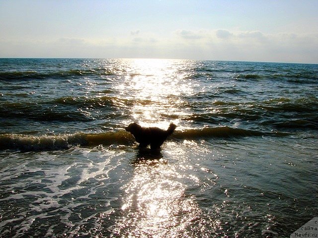 Фотография № 97273