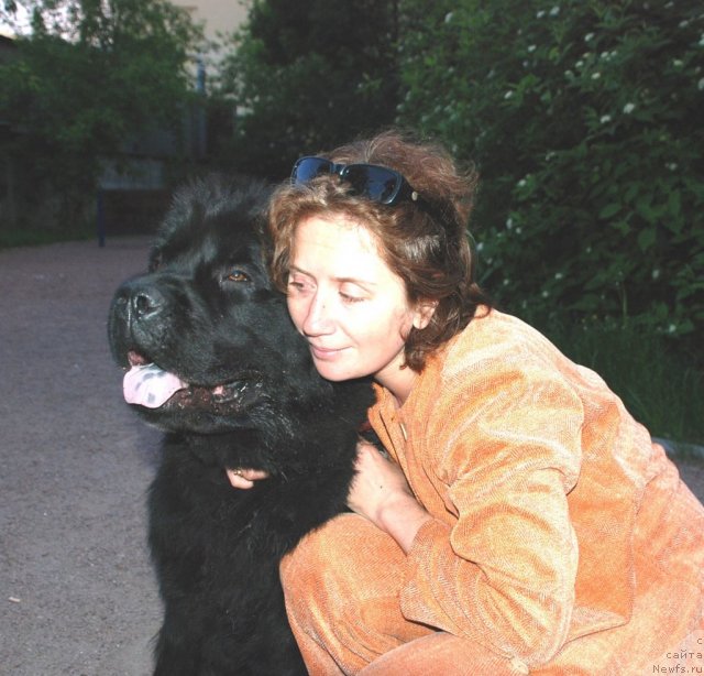 Фото: ньюфаундленд Циннамон БельФра Шармэль из Аркаима (Tsinnamon Bel' Fra Sharmel iz Arkaima), Наталья Селезнева