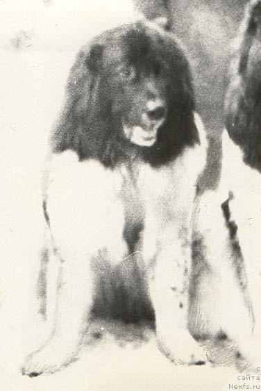 Фото: ньюфаундленд Крит Вайс