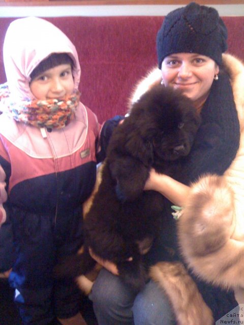 Фото: ньюфаундленд Сент Джонс Хендсел фо Ми (Sent Djons Handsel for Me), Елена Розенфельд