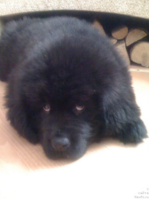 Фото: ньюфаундленд Сент Джонс Хендсел фо Ми (Sent Djons Handsel for Me)