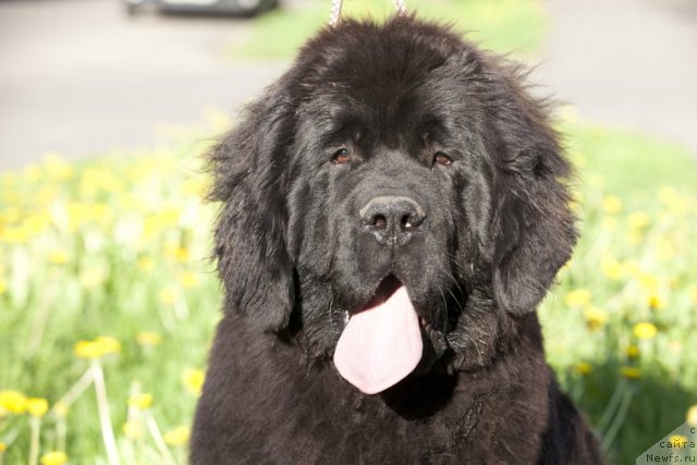Фото: ньюфаундленд Come of The Best Newfoundland Hills