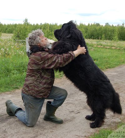 Фото: ньюфаундленд Сент Джонс Орфей