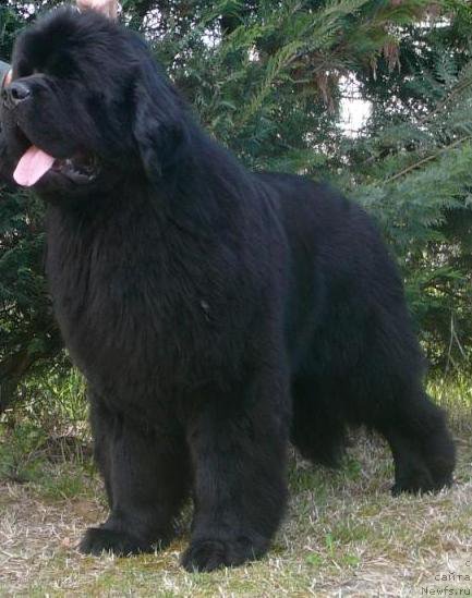 Фото: ньюфаундленд Faithful Forever for Shadows Eternity