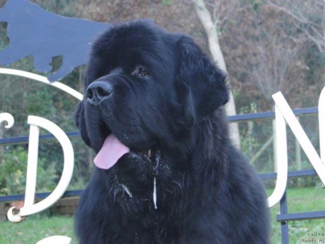 Фото: ньюфаундленд Faithful Forever for Shadows Eternity