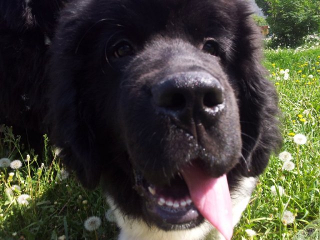 Фотография № 97356