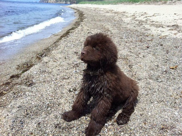 Фото: ньюфаундленд Хуго Босс с Берега Дона (Hugo Boss s Berega Dona)