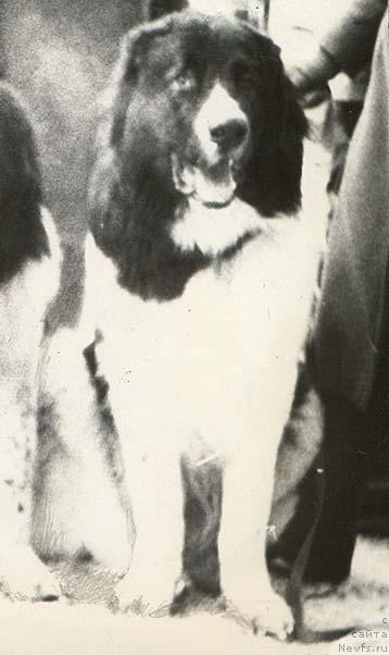 Фото: ньюфаундленд Кир Вайс