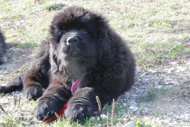 Фото: ньюфаундленд Come of The Best Newfoundland Hills