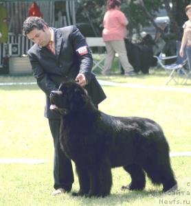 Фото: ньюфаундленд Oracle Heart Breaker