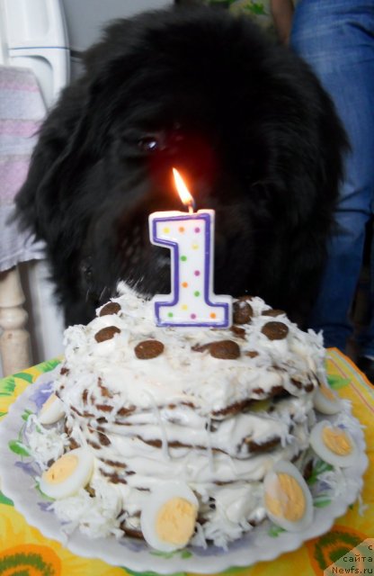 Фото: ньюфаундленд Бэлла Мосс Целлариус