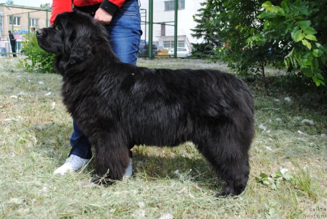 Фото: ньюфаундленд Славянка с Берега Дона (Slavjanka s Berega Dona)