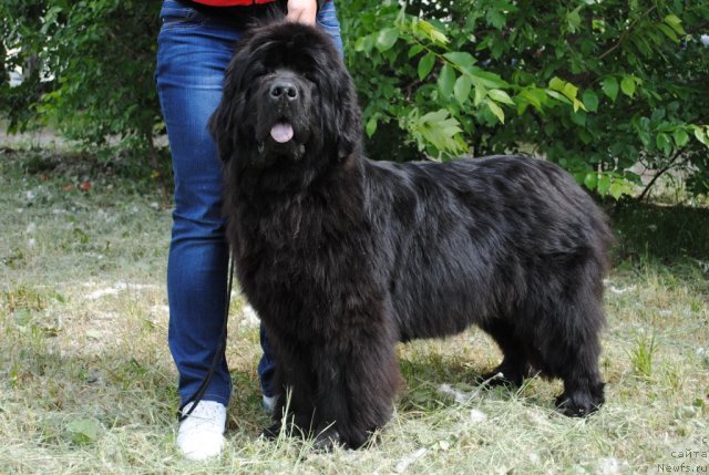 Фотография № 97418