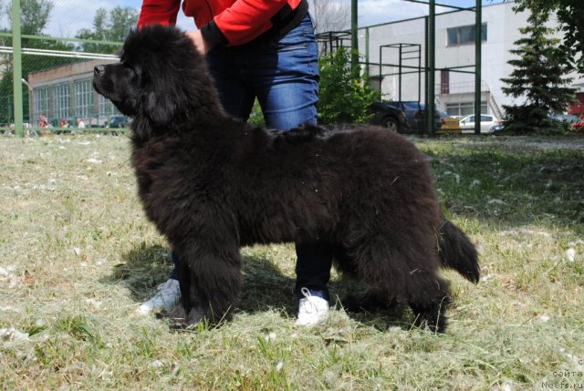 Фотография № 97421