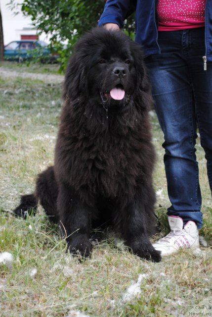 Фото: ньюфаундленд Джесика Паркер