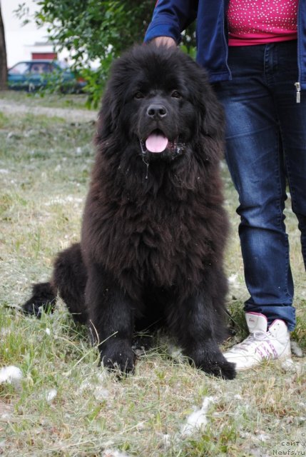 Фото: ньюфаундленд Джесика Паркер