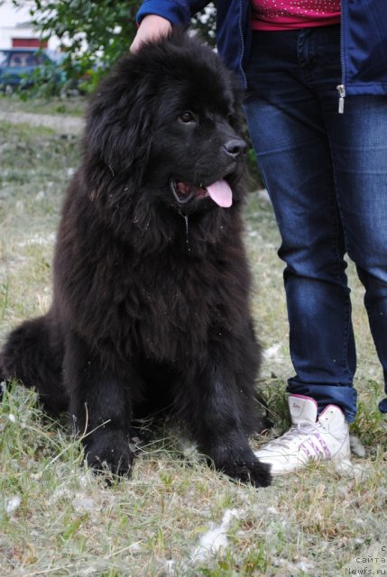 Фото: ньюфаундленд Джесика Паркер