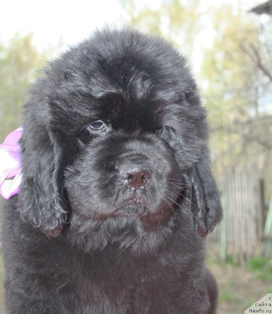 Фото: ньюфаундленд Бегущая по Волнам Целуй Меня Крепче