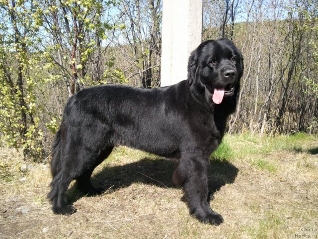 Фото: ньюфаундленд Уютная Долина Блэк Даймонд Велинда (Uyutnaya Dolina Black Diamond Velinda)