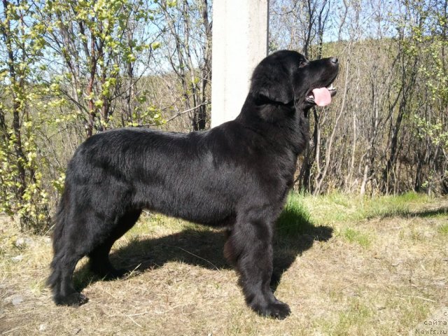 Фото: ньюфаундленд Уютная Долина Блэк Даймонд Велинда (Uyutnaya Dolina Black Diamond Velinda)