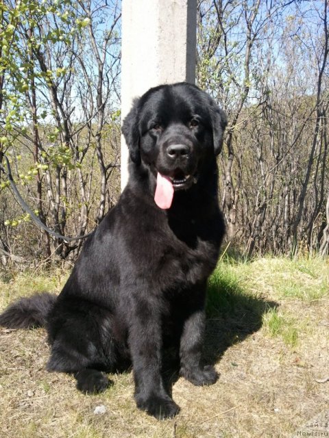 Фото: ньюфаундленд Уютная Долина Блэк Даймонд Велинда (Uyutnaya Dolina Black Diamond Velinda)