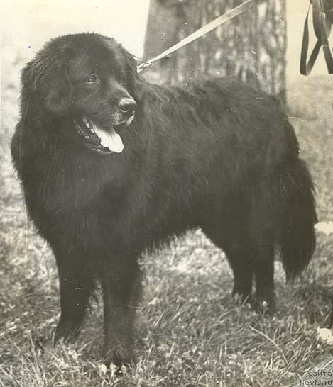 Фото: ньюфаундленд Юджин Кинг