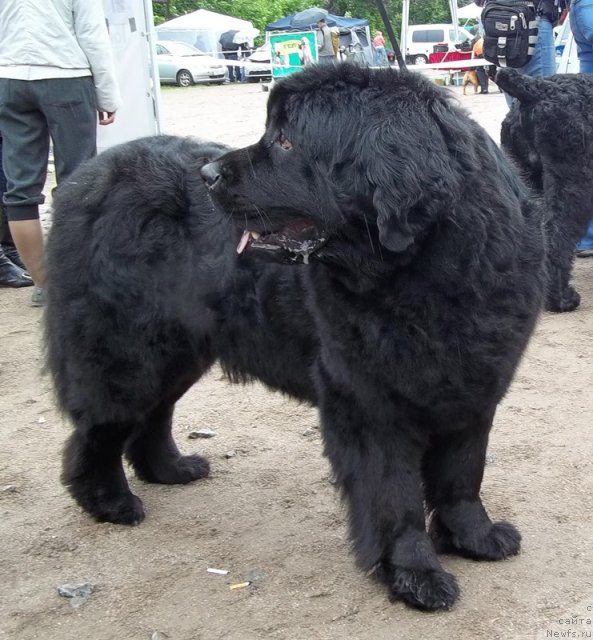 Фото: ньюфаундленд Фанньюф Ультра Мега Супер Герл (Funnewf Ultra Mega Super Girl)