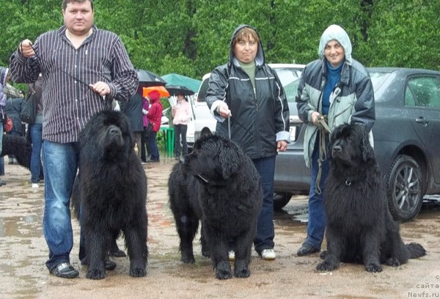 Фото: ньюфаундленд Фанньюф Удачный Шалопай, ньюфаундленд Фанньюф Ультра Мега Супер Герл (Funnewf Ultra Mega Super Girl), ньюфаундленд Фанньюф Улетная Девчонка (Funnewf Uletnaya Devchenka), Серёжа, Лариса, Ольга Браславская