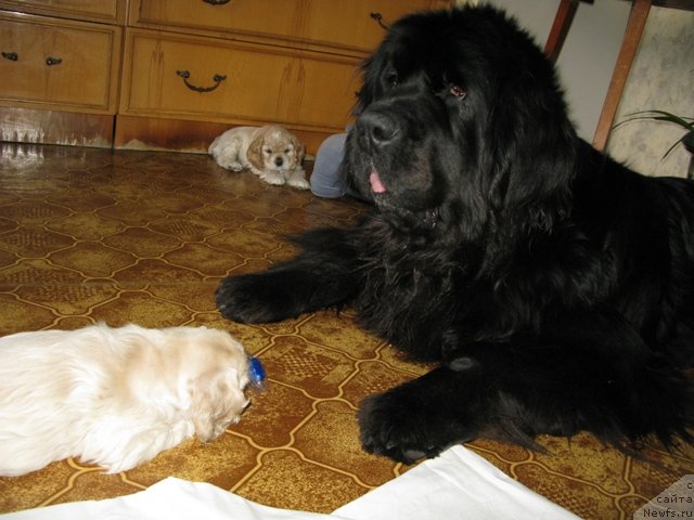 Фото: ньюфаундленд King of Helluland Dizzy Beauty