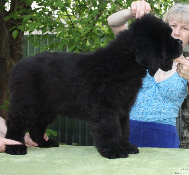 Фото: ньюфаундленд Бегущая по Волнам Центурион Приор