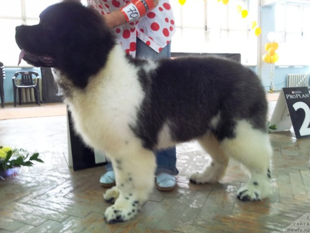 Фотография № 97515