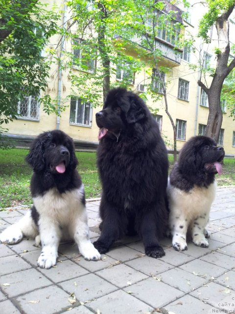 Фотография № 97516