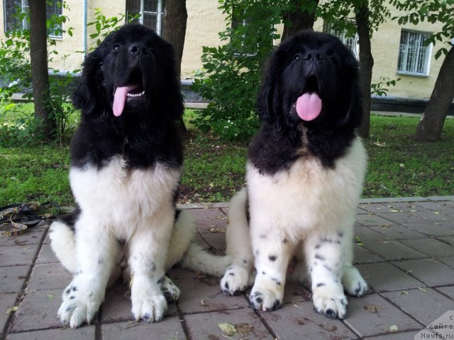 Фото: ньюфаундленд Супер Бизон Златогор, ньюфаундленд Супер Бизон Зербино