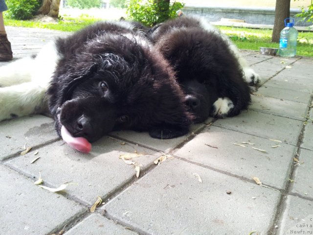 Фото: ньюфаундленд Супер Бизон Златогор, ньюфаундленд Супер Бизон Зербино