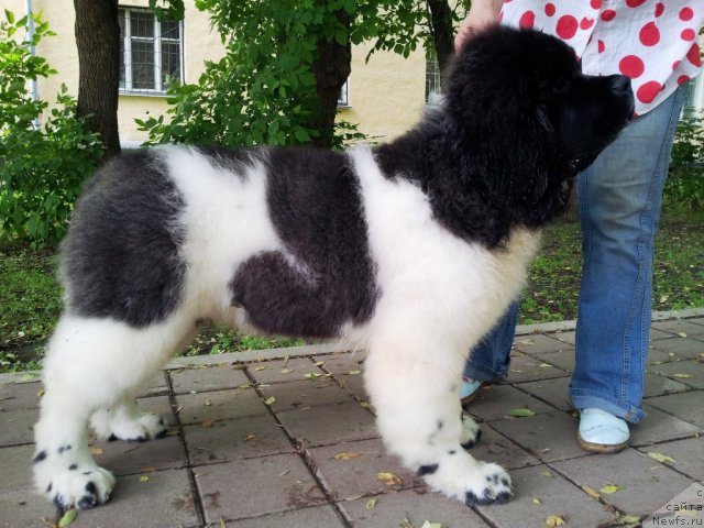 Фото: ньюфаундленд Супер Бизон Зербино